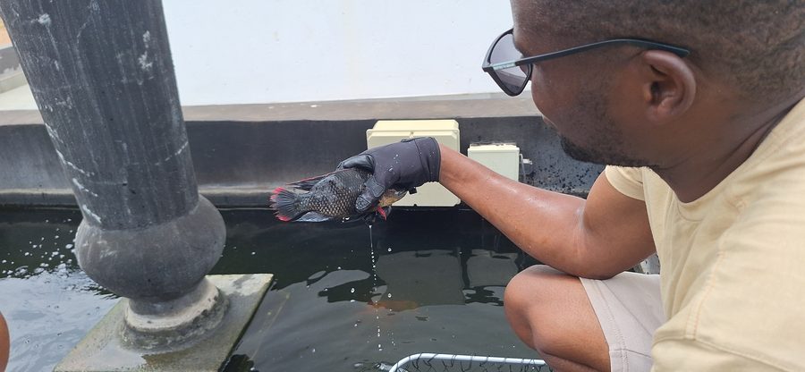 Vhutshilo Mudau, founder of Dzindi Fish Farm, handling a Tilapia at the farm