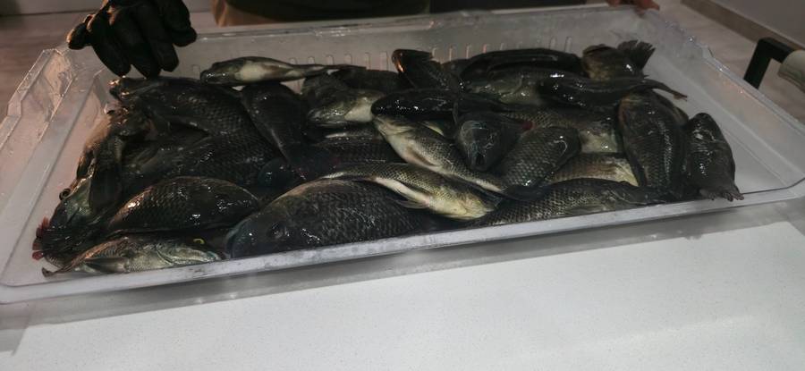 Fresh harvest, ready to pack